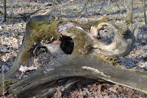  Old tree root on the surface