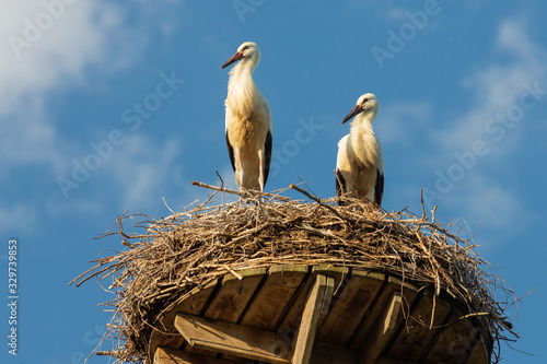 Fotografie Weißstorch