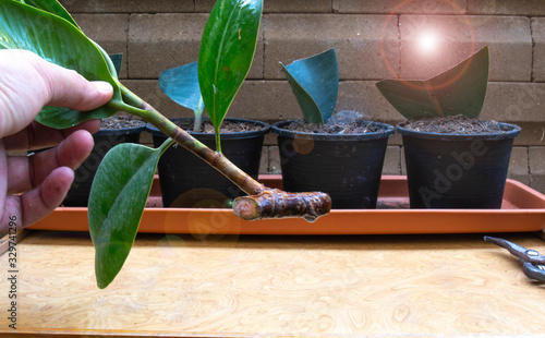 Billede på lærred The process of rubber plant propagation After cutting the branches to 45 degrees