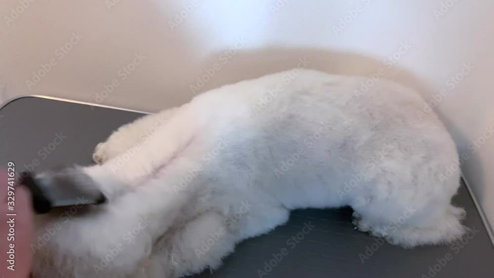 a white poodle getting groomed and brushed by a groomer a white poodle getting groomed and brushed by a groomer