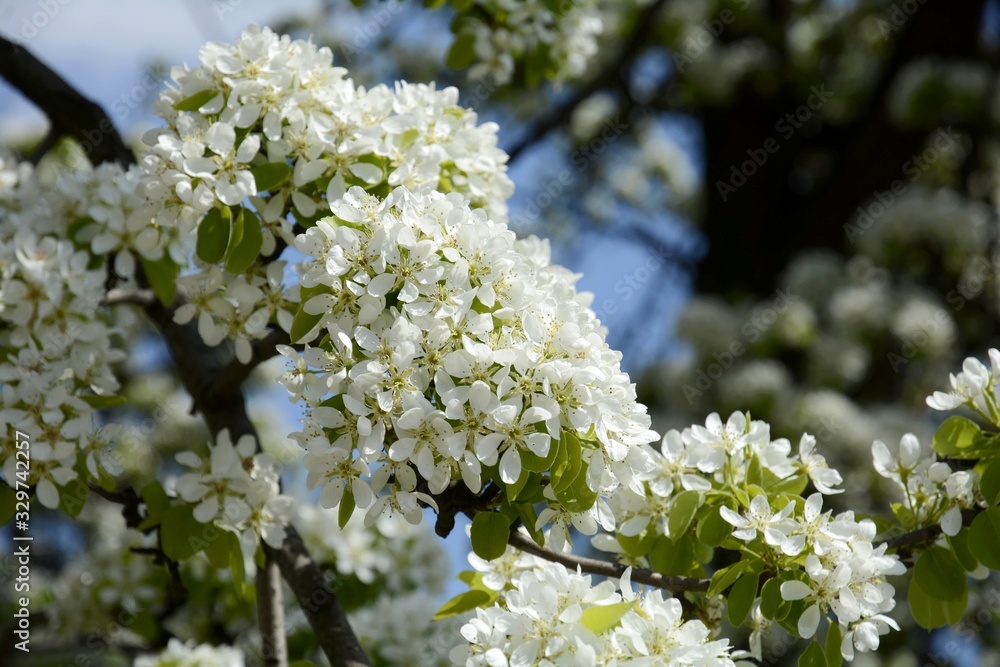 Pear flowers on wood. Large clusters of pear flowers. Pear flowers on wood. Large clusters of pear flowers.