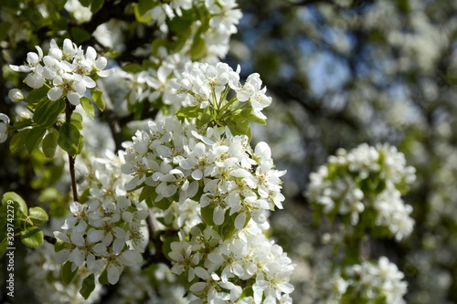Pear flowers on wood. Large clusters of pear flowers.