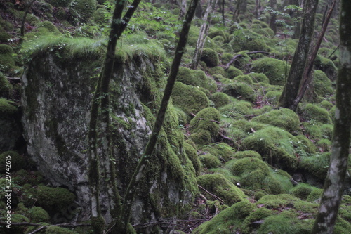 Moss forest