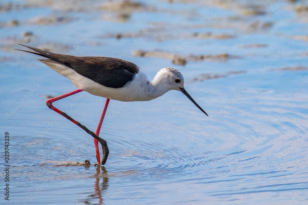 Black-winged stilt - Himantopus himantopus Black-winged stilt - Himantopus himantopus