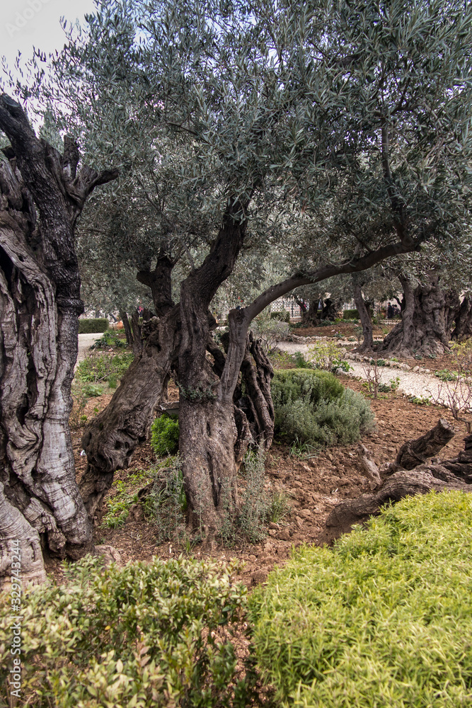 Old olive trees in the garden of Gethsemane, Jerusalem Old olive trees in the garden of Gethsemane, Jerusalem