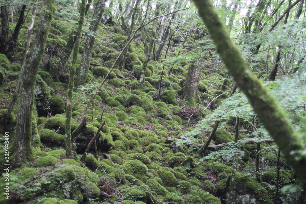 Moss forest Moss forest