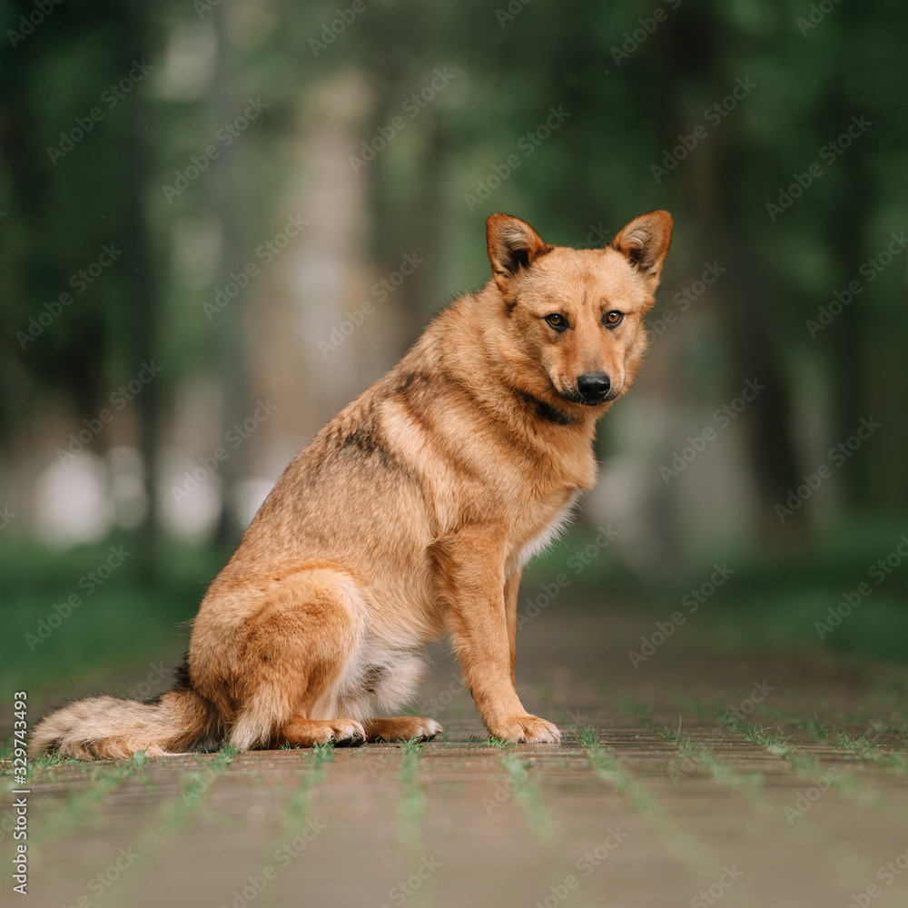 red mixed breed dog posing outdoors in summer