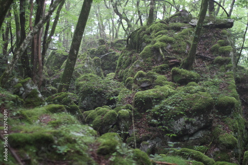 Moss forest