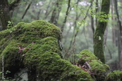 Moss forest