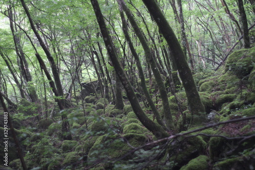 Moss forest