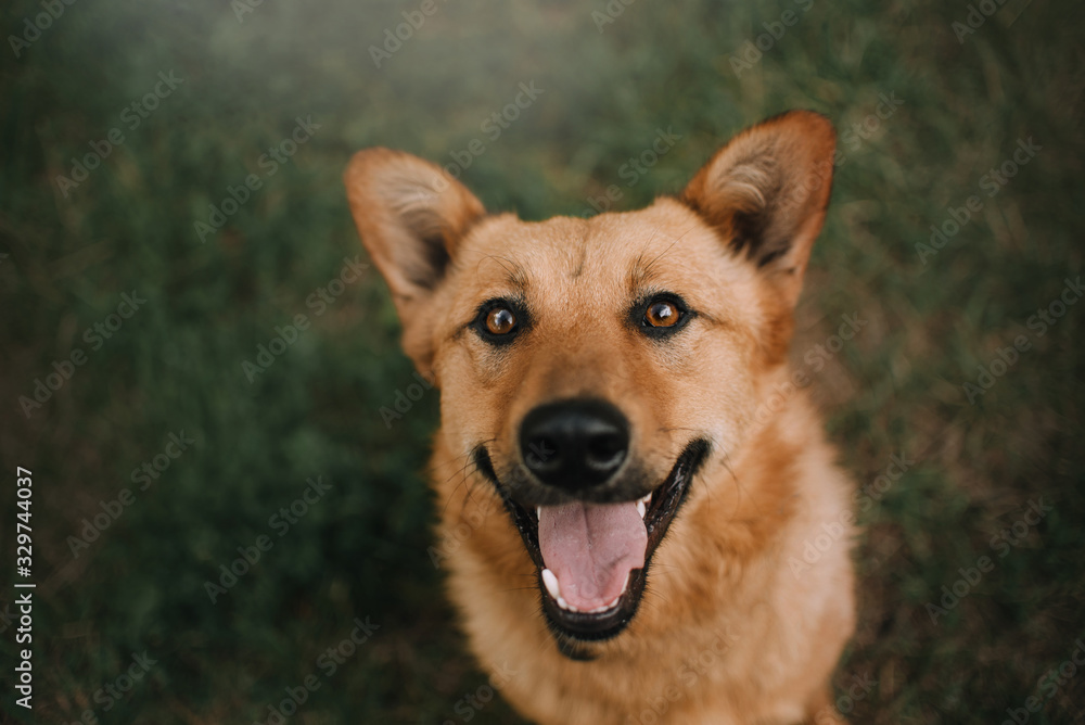 happy mixed breed dog portrait close up in summer happy mixed breed dog portrait close up in summer
