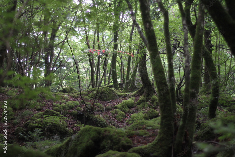 Fototapeta premium Moss forest