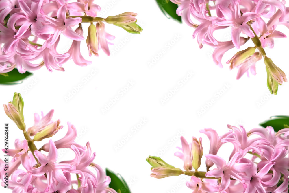 pattern of hyacinth flowers on a white background.