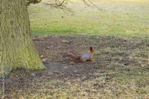 squirrel living in the Park