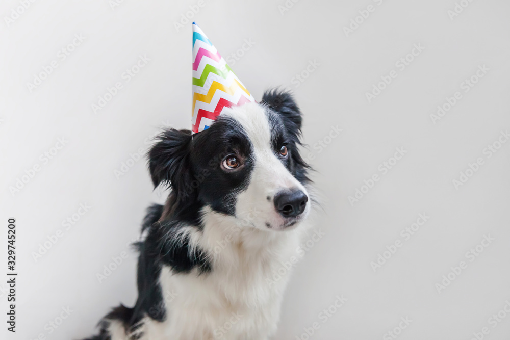 Funny portrait of cute smilling puppy dog border collie wearing birthday silly hat looking at camera isolated on white background. Happy Birthday party concept. Funny pets animals life. Funny portrait of cute smilling puppy dog border collie wearing birthday silly hat looking at camera isolated on white background. Happy Birthday party concept. Funny pets animals life.