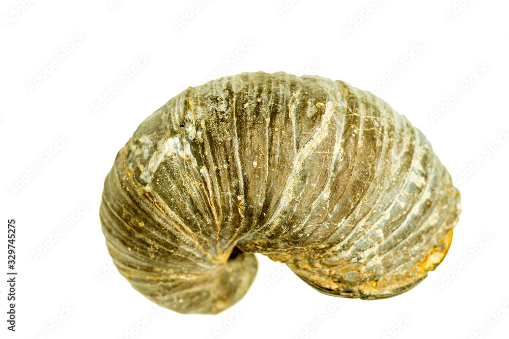 Gryphaea, devil's toenails cut out on a white background Gryphaea, devil's toenails cut out on a white background
