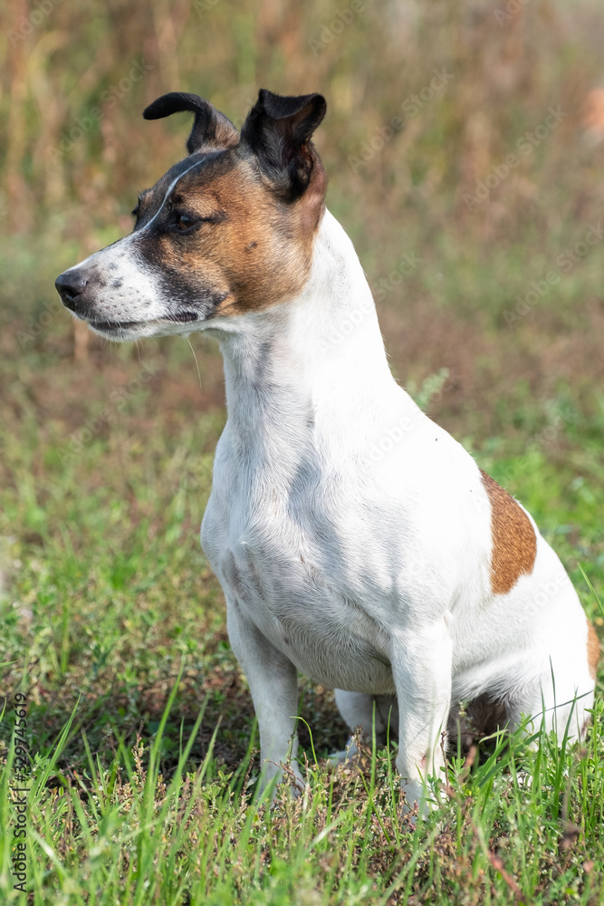 Brown and white Jack Russell Terrier posing in a field