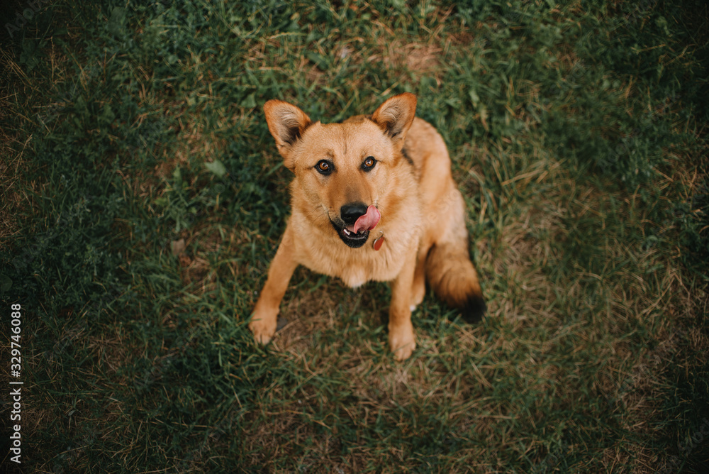 Naklejka premium red mixed breed dog sitting on grass in summer, top view