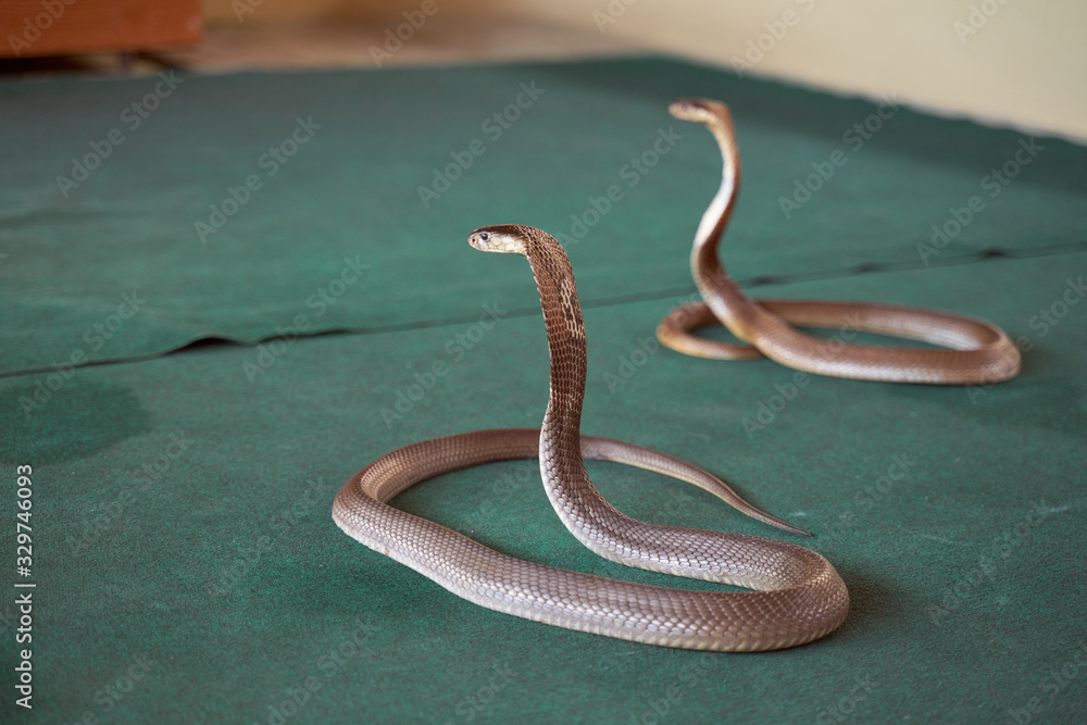Obraz premium Snake show, beautiful shiny scales, green floor, beautiful bend. There is free space for text and advertising