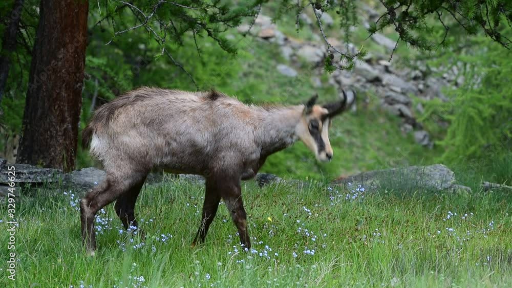 Alpine chamois walking away in forest in the Alps Alpine chamois walking away in forest in the Alps