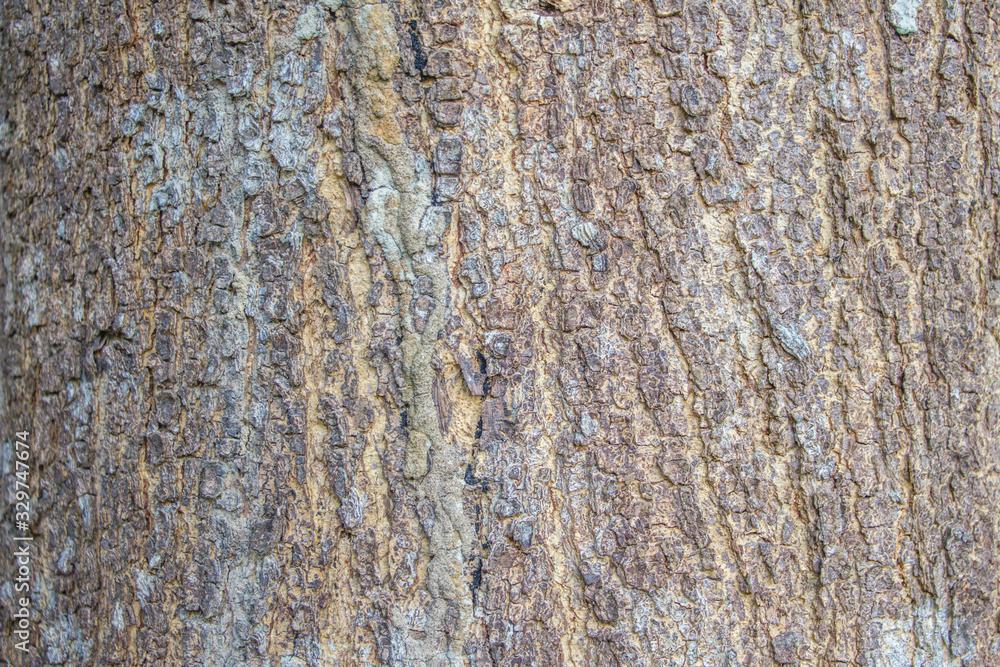 old tree bark texture background old tree bark texture background