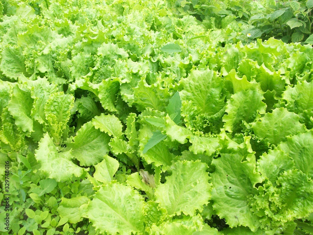 growing green lettuce, ripe harvest growing green lettuce, ripe harvest