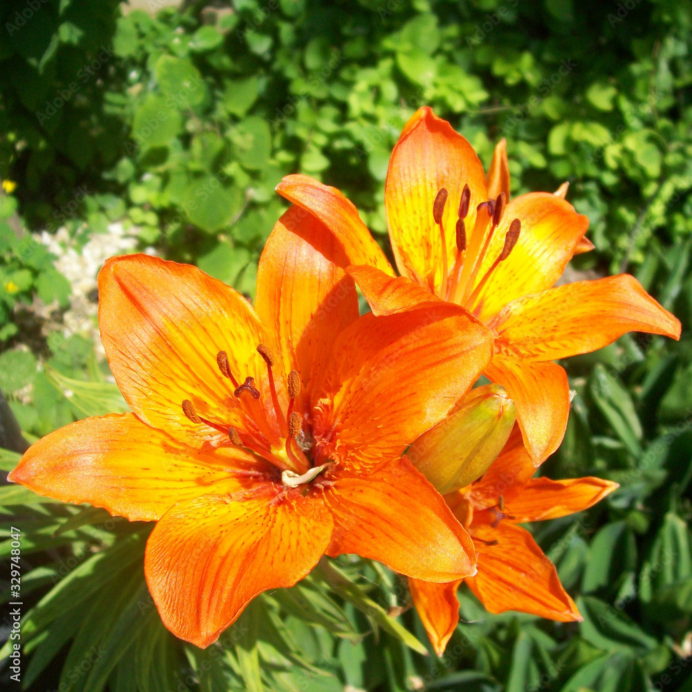 orange flowers lilies bloom in the garden orange flowers lilies bloom in the garden