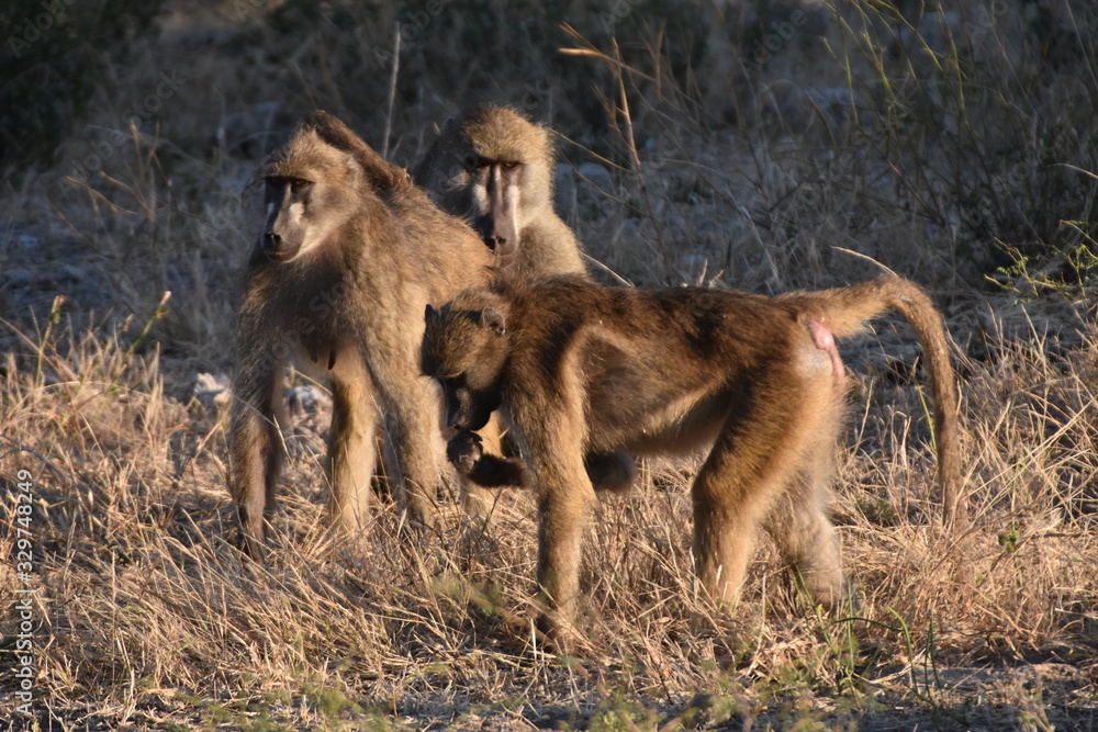 Baboon family in Chobe National Park, Botswana Baboon family in Chobe National Park, Botswana