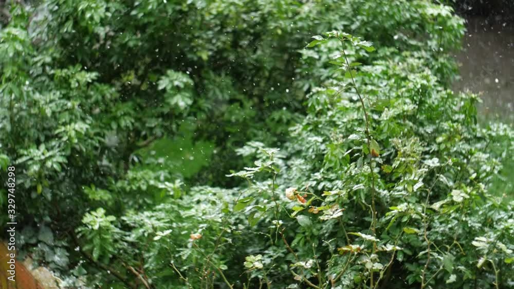 Slow Motion View Snow Falling On Green Plants In Garden Slow Motion View Snow Falling On Green Plants In Garden