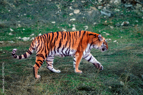 Amur or Ussuri tiger on the grass. The northernmost and largest tiger. It is listed in the Red Book of the International Union for Conservation of Nature since it is an endangered species.