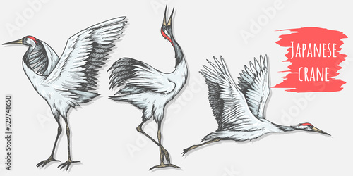 Canvas Print Set of hand drawn japanese cranes
