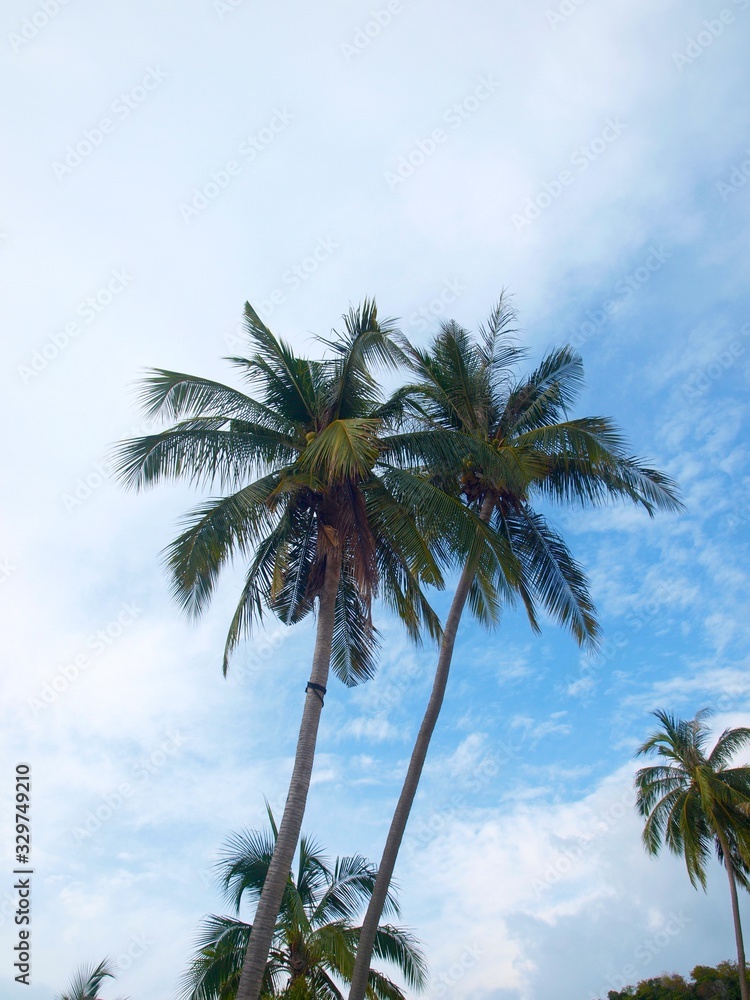 Coconut palm trees at the background of blue sky and white clouds. Bottom view. Tall palms growing on the tropical resort. Beautiful image of vacating and holiday in the paradise. Coconut palms.