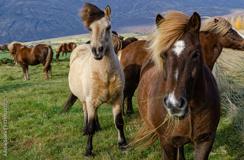 Portrait of Icelandic horses with long mane and forelock in the fall Portrait of Icelandic horses with long mane and forelock in the fall