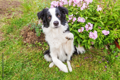 Outdoor portrait of cute smilling puppy border collie sitting on grass flower background. New lovely member of family little dog gazing and waiting for reward. Pet care and funny animals life concept