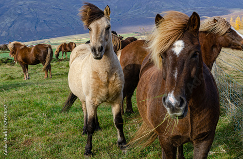 Portrait of Icelandic horses with long mane and forelock in the fall