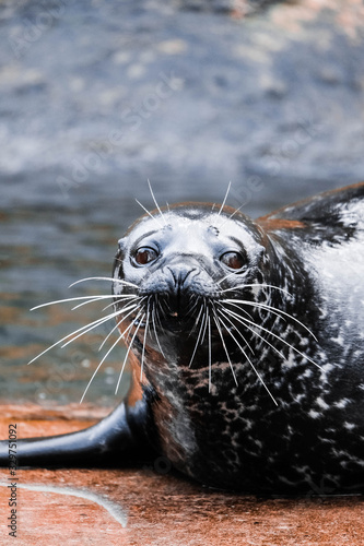 Ringed seal close up portrait.