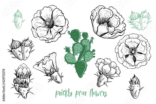 .Prickly pear flowers set. Hand-drawn cactus flowers. Vintage engraved design elements. Vector illustration. Clipart..