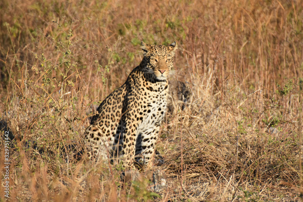 Naklejka premium Leopard in Chobe National Park, Botswana