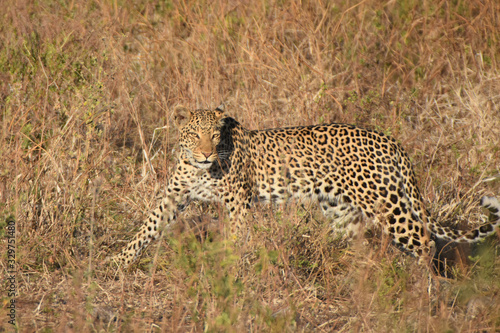 Leopard in Chobe National Park  Botswana
