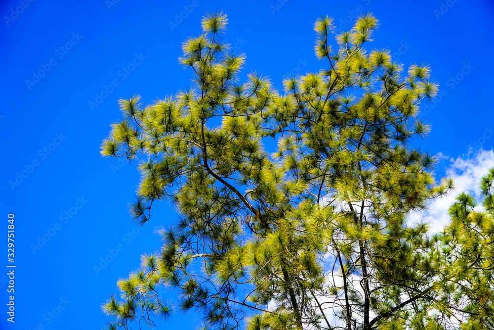 Under the leaves of the blue sky background Under the leaves of the blue sky background