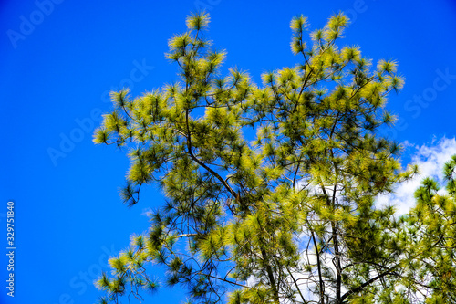 Under the leaves of the blue sky background