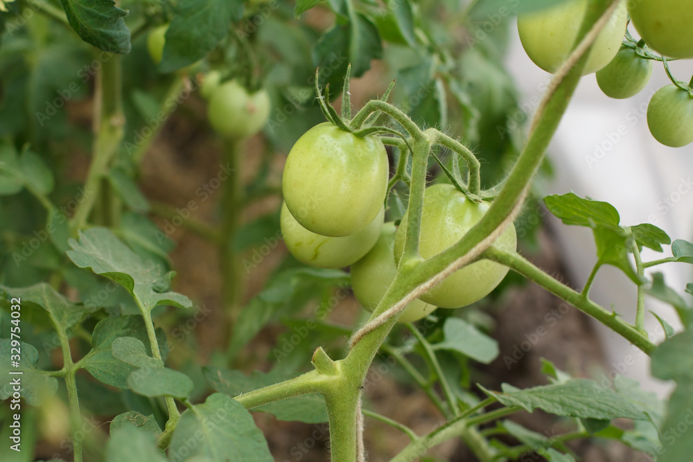 Unripe green tomatoes growing on bushes in the garden Unripe green tomatoes growing on bushes in the garden