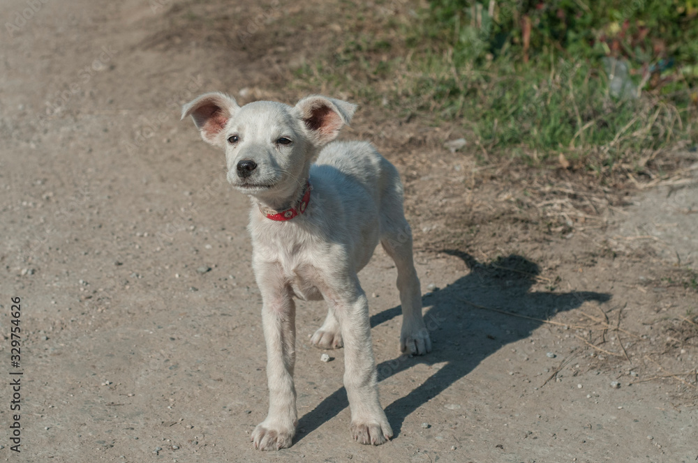 Cute young white mongrel dog closeup on country road Cute young white mongrel dog closeup on country road
