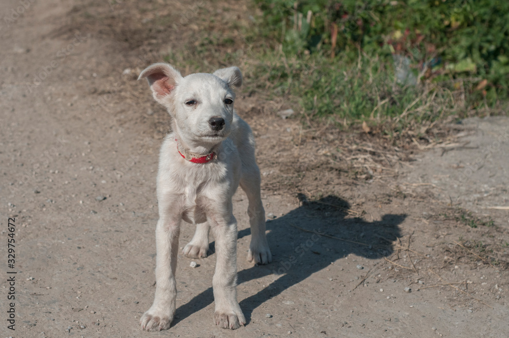 Cute young white mongrel dog closeup on country road Cute young white mongrel dog closeup on country road