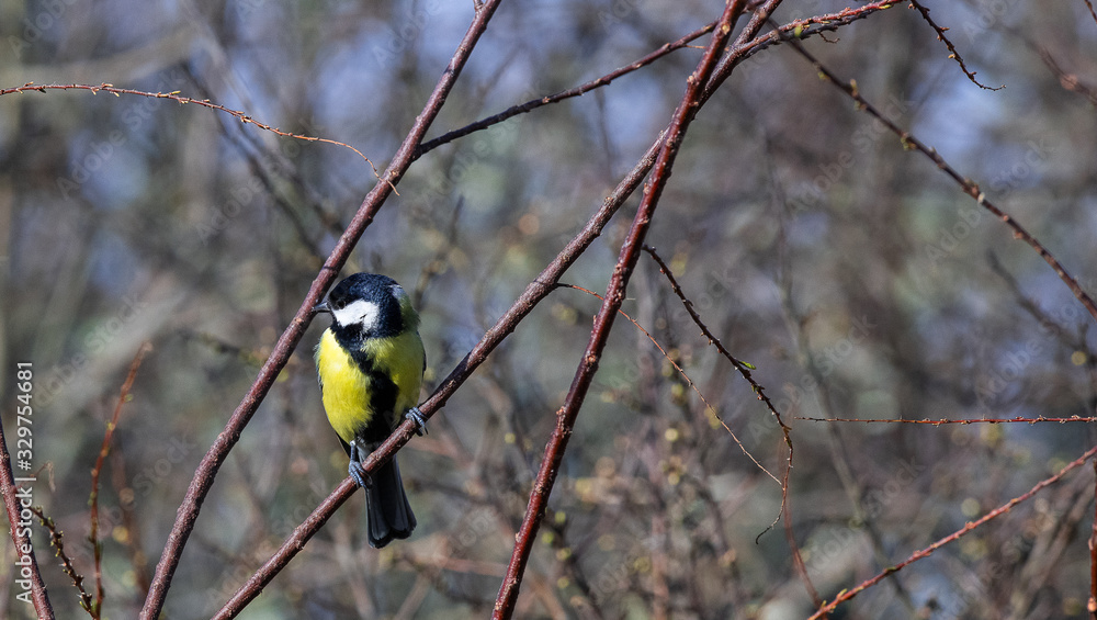 Naklejka premium mesange charbonniére