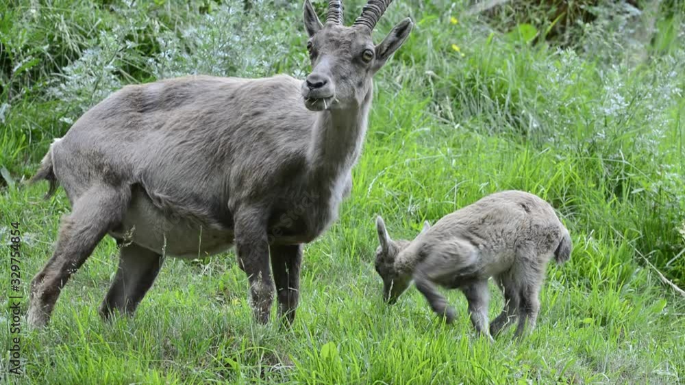 Alpine ibex female with young in meadow in the Alps Alpine ibex female with young in meadow in the Alps
