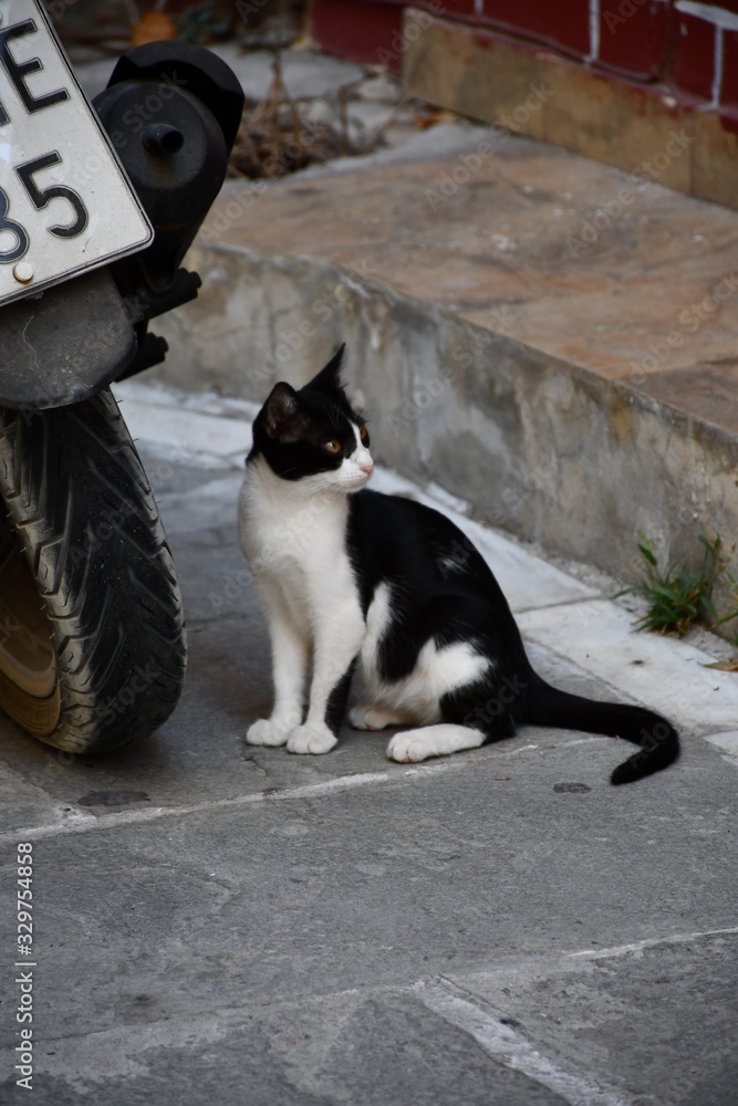 Cats of Crete