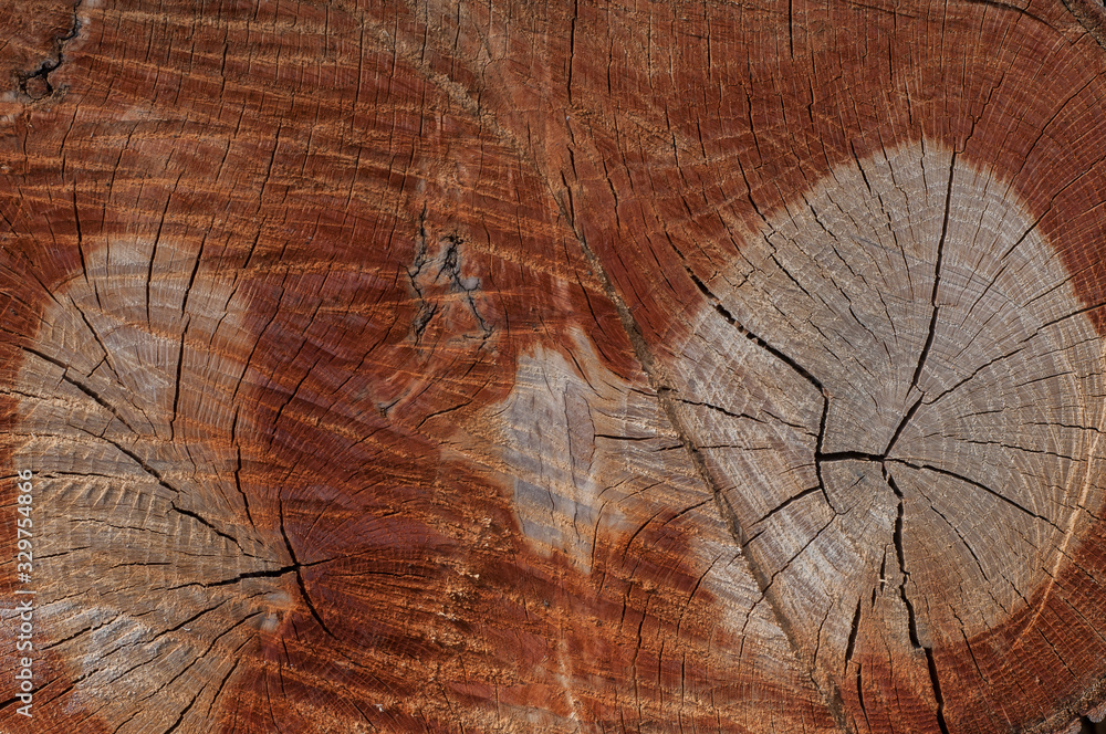 Wooden surface of cut tree with section of the trunk with annual rings and cracks