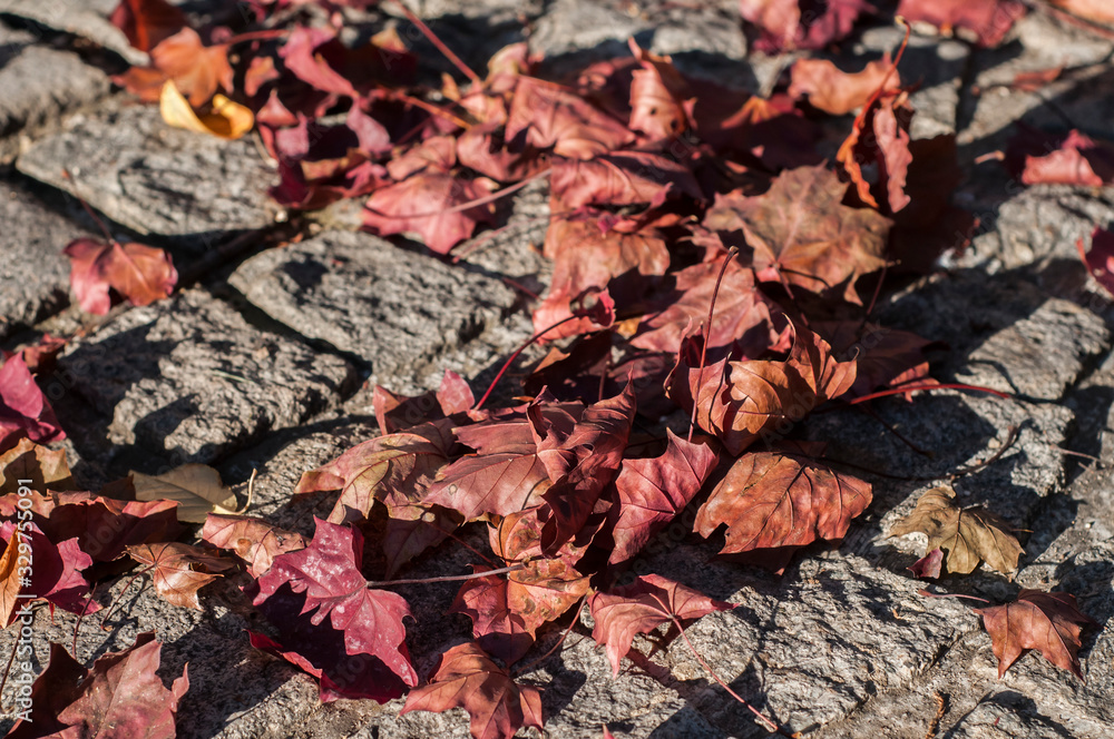 Dry red colored fallen maple leaves on stone pave background Dry red colored fallen maple leaves on stone pave background