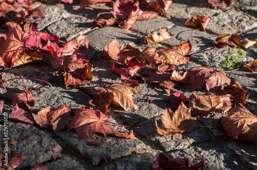 Dry red colored fallen maple leaves on stone pave background